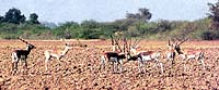 The Blackbucks have not only damaged crops worth crores of rupees, but also forced villagers to abandon farming and move to urban areas.